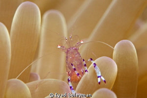 Commensal shrimp by Iyad Suleyman 
